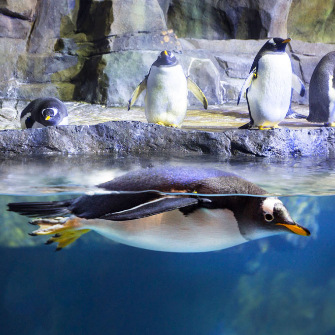 Loveland Living Planet Aquarium